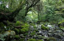 Hike Japan Heritage Hakone Hachiri with certified mountain guide 