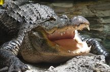 Airboat Rides in West Palm Beach Captain Wayne