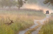 Thrilling Jeep Safari in Jim Corbett National Park with Guide