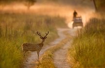 Thrilling Jeep Safari in Jim Corbett National Park with Guide