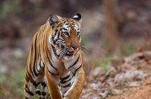Thrilling Jeep Safari in Jim Corbett National Park with Guide