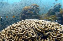 Dolphin and Tumbatu Island Snorkeling Tour with Pickup