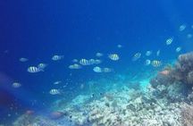 Dolphin and Tumbatu Island Snorkeling Tour with Pickup