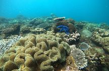 Dolphin and Tumbatu Island Snorkeling Tour with Pickup