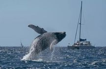 Whale Watching at Samaná Bay & Bacardi Island Beach