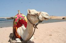 Snorkeling with Turtles in Sharm El Naga Full Day from Hurghada