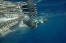 Whale Shark Snorkeling Adventure with Lunch