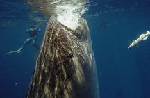 Whale Shark Snorkeling Adventure with Lunch