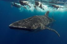 Whale Shark Snorkeling Adventure with Lunch