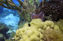 PADI Discover Scuba Diving Program in the Riviera Maya
