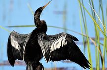 Wild Florida Kayak and Paddleboard Adventure on Dora Canal