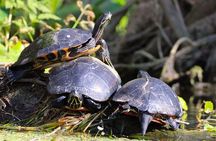 Wild Florida Kayak and Paddleboard Adventure on Dora Canal