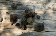 Truffle Hunting, Culinary & Wine Celebration from Elounda