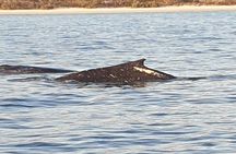  AAA NOOSA Whale watching experience in Noosa Whalesongsnoosa