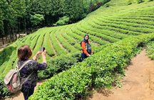 Boseong Tour : Green Tea Field, Mountain & Lake Trail (Private)