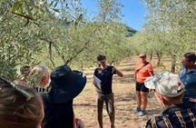 Guided tours of the olive grove with oil tasting.