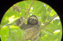 Monkey and Sloth Jungle Habitat Panama Tour 