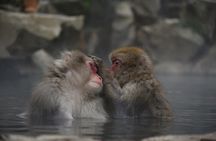 Day Trip Snow Monkey in Nagano from Tokyo by bullet train