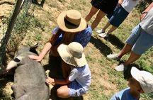 Montepulciano: Cinta Senese Farm Tour, Food Tasting & wine
