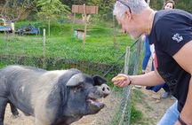 Discover Montepulciano: Cinta Senese Pigs, Lunch & wine in a Farm