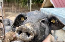 Discover Montepulciano: Cinta Senese Pigs, Lunch & wine in a Farm