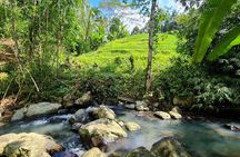 Jungle Trekking at Mt. Batukaru, scenic Waterfall & village life