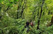 Jungle Trekking at Mt. Batukaru, scenic Waterfall & village life