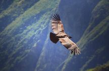 Flight of the condor