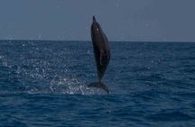 DolphinTour National Park adventure noosa bywaterWhalesongsnoosa