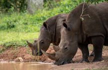 Day Tour Of Ziwa Rhino Sanctuary and Wildlife Ranch - ZIWA RHINO TREKKING