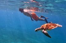 Aruba Turtle Snorkeling Private Tour with Underwater Footage