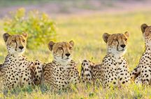 Kruger National Park 3 Day Full Board Safari From Johannesburg