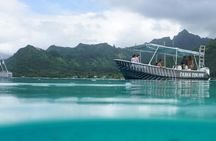 Half-Day Humpback Whales Encounter in Moorea