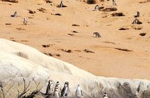 BirdWatching Mantagua Wetland&Penguins Cachagua Island From Valpo
