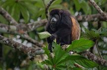 Cloud Forest Natural History Tour
