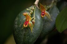 Cloud Forest Natural History Tour