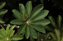 Cloud Forest Natural History Tour