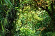 Cloud Forest Natural History Tour
