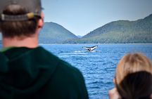 3.5 Hour Crowd-Skipping Whale Tour in Juneau Alaska