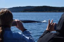 3.5 Hour Crowd-Skipping Whale Tour in Juneau, Alaska