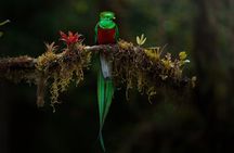 Birding the Monteverde Cloud Forest