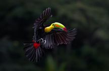 Birding the Monteverde Cloud Forest