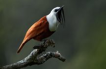 Birding the Monteverde Cloud Forest