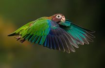 Birding the Monteverde Cloud Forest
