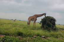 Private Day Tour To Mount Longonot National Park from Nairobi
