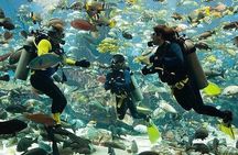 Discover Scuba Diving Experience in Dubai with Transfers Option