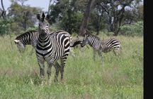 Private Day Tour To Mount Longonot National Park from Nairobi