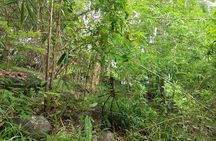 Kirirom National Park Day Hike