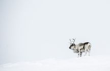 Svalbard Discover the Mining Settlement of Pyramiden