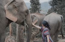 Elephant Sanctuary + Waterfall + Bamboo Rafting One Day Trip